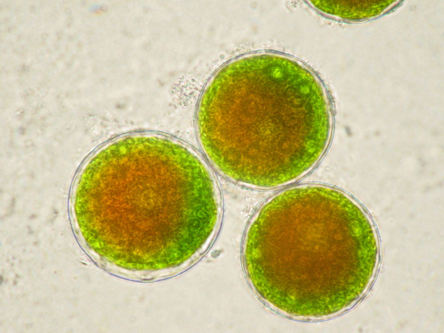 Microorganisms - Fraunhofer Ibp